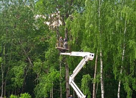 Спил деревьев, вырубка деревьев, удаление деревьев